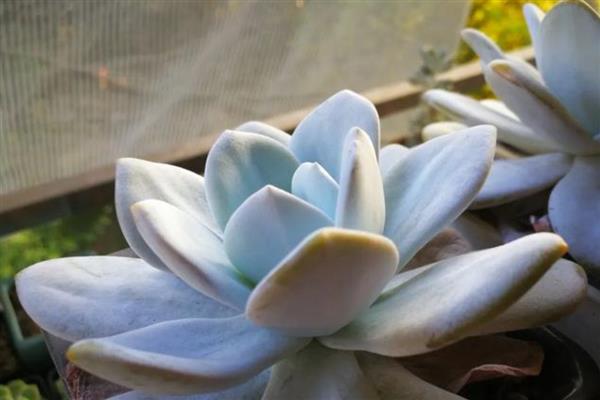 多肉雪莲的养殖方法，把养殖环境的温度保持在20-30℃