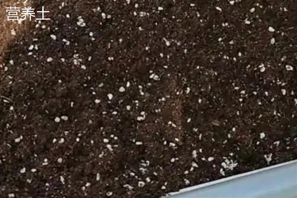 基质土和营养土有什么区别，原料、土质、培育对象都不同