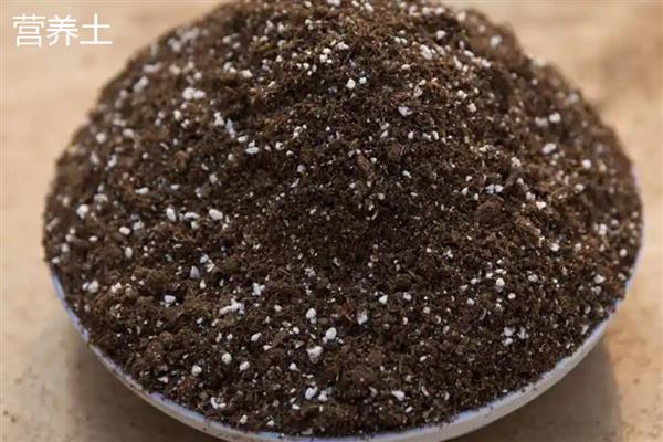 基质土和营养土有什么区别，原料、土质、培育对象都不同