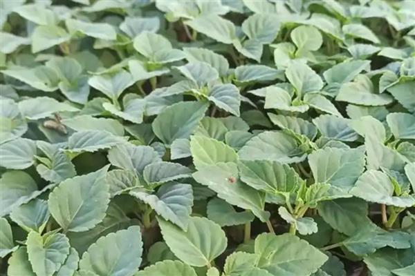 一串红种子怎么选种，挑选无病虫害的饱满种子