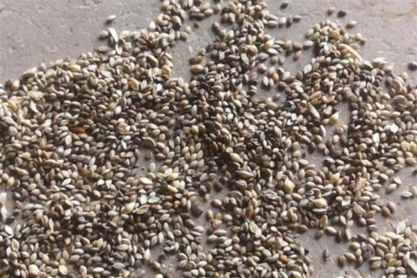 一串红种子怎么选种，挑选无病虫害的饱满种子