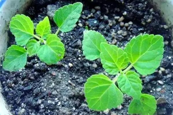 一串红种子怎么选种，挑选无病虫害的饱满种子