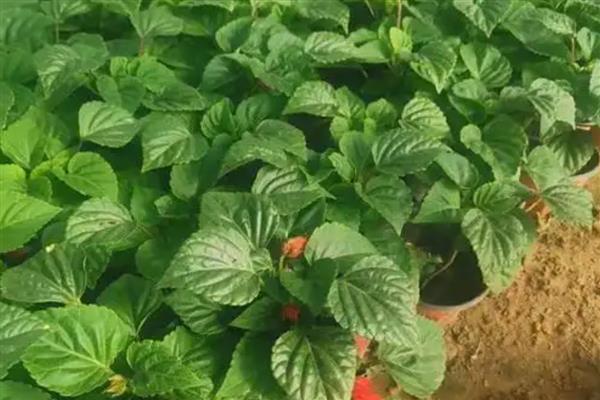 一串红种子怎么选种，挑选无病虫害的饱满种子