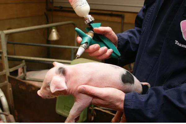 怎么预防仔猪黄痢，可连续3天饲喂抗菌药