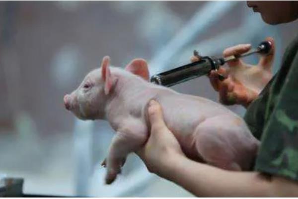 怎么预防仔猪黄痢，可连续3天饲喂抗菌药