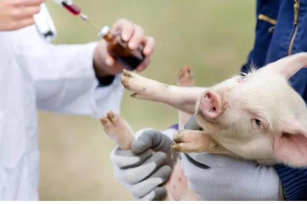 怎么预防仔猪黄痢，可连续3天饲喂抗菌药