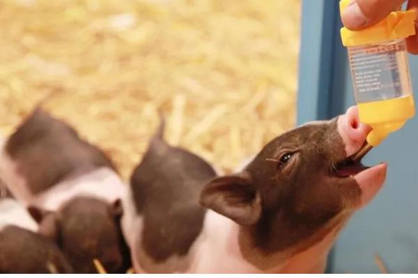 怎么预防仔猪黄痢，可连续3天饲喂抗菌药