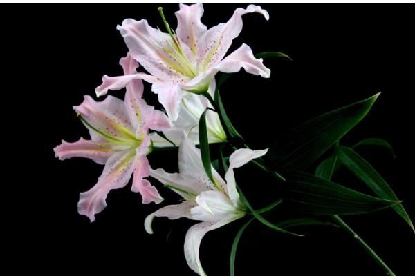 百合花有什么花语，具有纯真纯洁、高雅神圣等含义