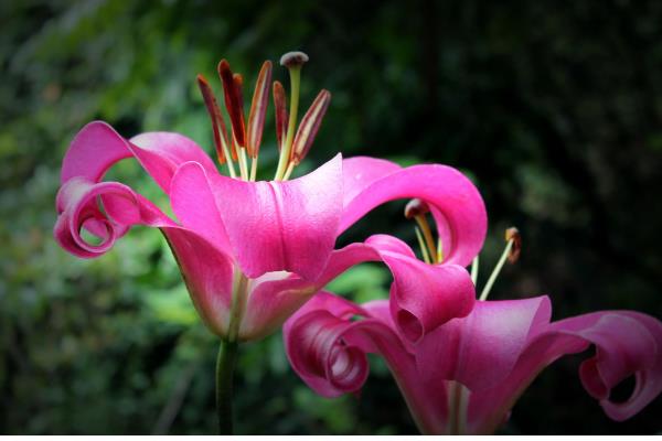 百合花有什么花语，具有纯真纯洁、高雅神圣等含义