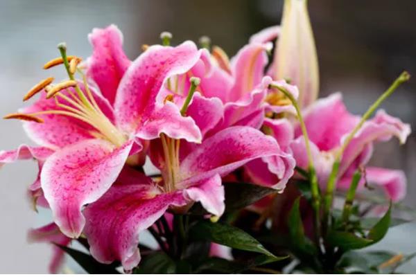 百合花有什么花语，具有纯真纯洁、高雅神圣等含义