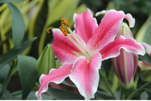 百合花有什么花语，具有纯真纯洁、高雅神圣等含义