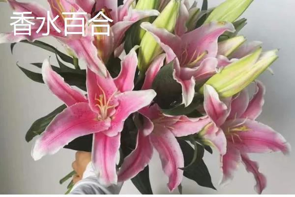 百合花有什么花语，具有纯真纯洁、高雅神圣等含义