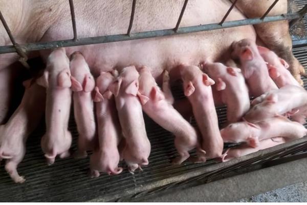 怎么预防仔猪黄痢，可连续3天饲喂抗菌药