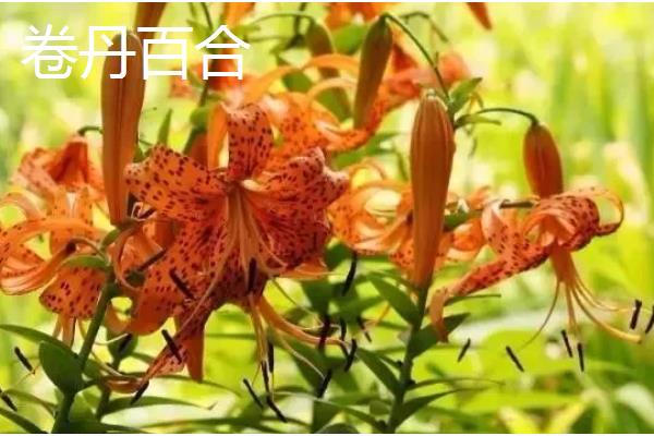 百合花有什么花语，具有纯真纯洁、高雅神圣等含义
