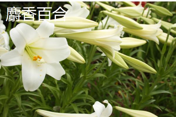 百合花有什么花语，具有纯真纯洁、高雅神圣等含义