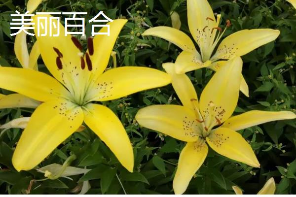 百合花有什么花语，具有纯真纯洁、高雅神圣等含义
