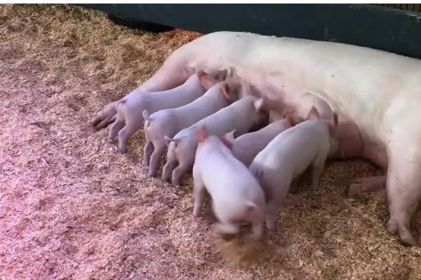 怎么预防仔猪黄痢，可连续3天饲喂抗菌药