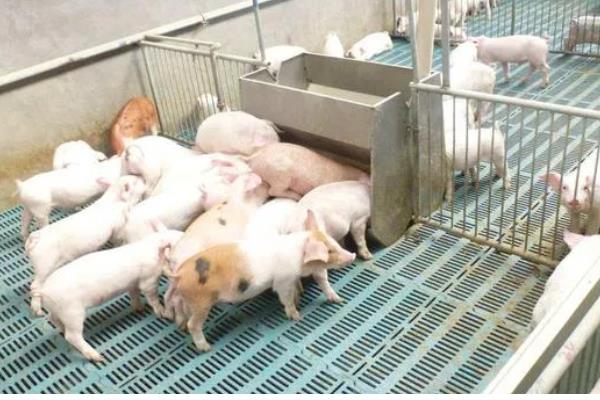 怎么预防仔猪黄痢，可连续3天饲喂抗菌药