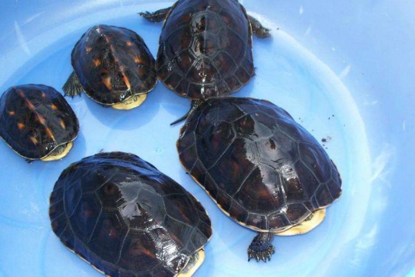 珍珠龟不吃东西的原因,可能是水温过低所致