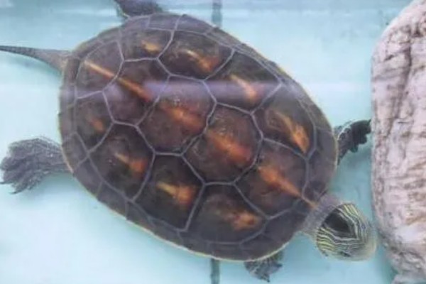 珍珠龟不吃东西的原因,可能是水温过低所致