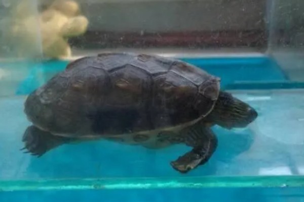 珍珠龟不吃东西的原因,可能是水温过低所致