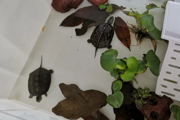 珍珠龟不吃东西的原因,可能是水温过低所致