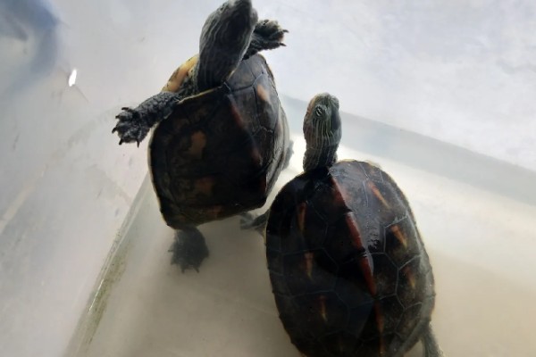 珍珠龟不吃东西的原因,可能是水温过低所致