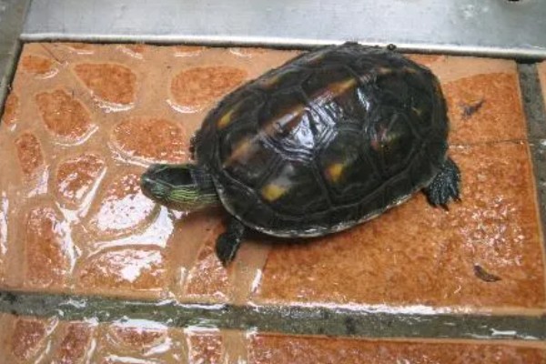 珍珠龟不吃东西的原因,可能是水温过低所致