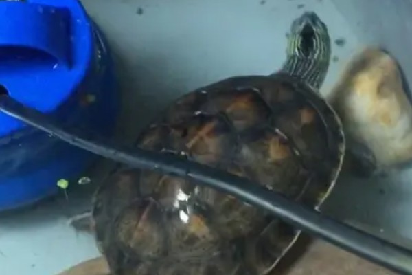 珍珠龟不吃东西的原因,可能是水温过低所致