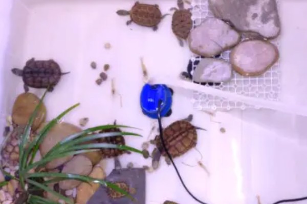 珍珠龟不吃东西的原因,可能是水温过低所致