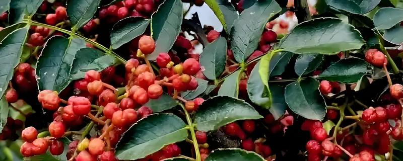 花椒树的管理方法，生长旺季对其进行摘心处理