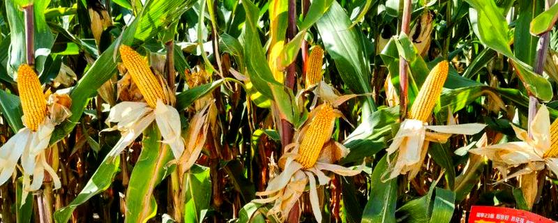 有哪些优质玉米种子品种，有东单1331、先玉335等