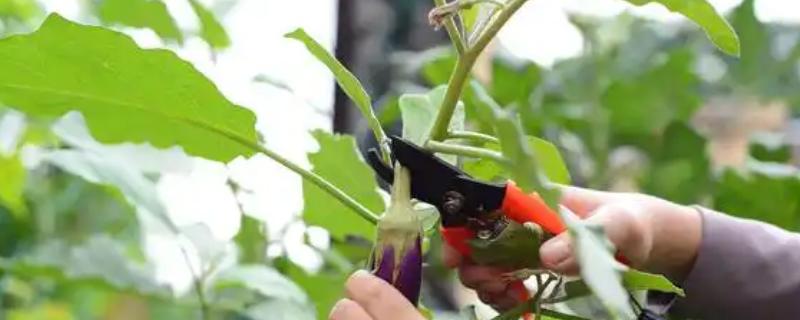 露天茄子的打枝方法，长出5-8枚叶片后打掉首次分枝的茄子