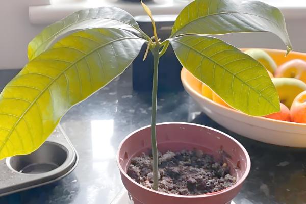 芒果盆栽多少年才能结果，一般需要4-7年