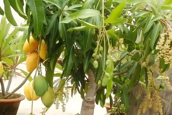 芒果盆栽多少年才能结果，一般需要4-7年