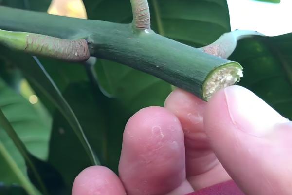 芒果盆栽多少年才能结果，一般需要4-7年