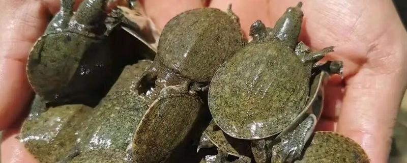 甲鱼苗的挑选方法，选择体质好、体型大的个体