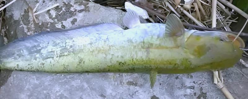 鲶鱼为什么说是最脏的鱼，因为养殖环境较差所致