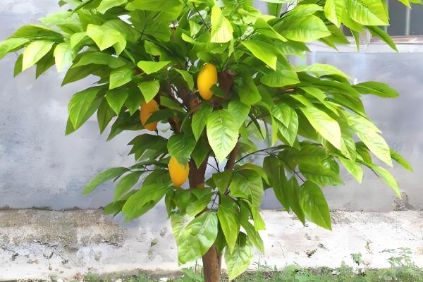 芒果盆栽多少年才能结果，一般需要4-7年