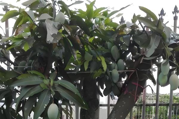 芒果盆栽多少年才能结果，一般需要4-7年
