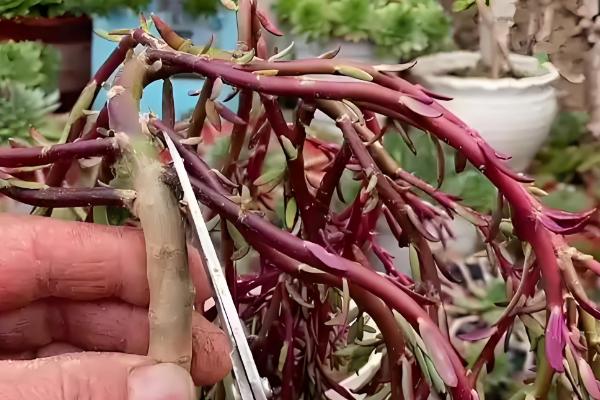 太阳花怎么修剪，剪除干枯发黄的枝叶可促进生长