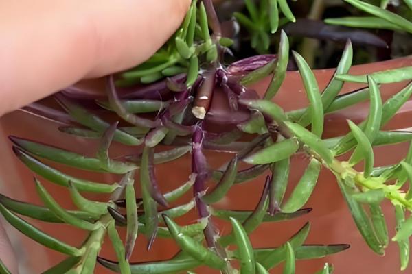 太阳花怎么修剪，剪除干枯发黄的枝叶可促进生长