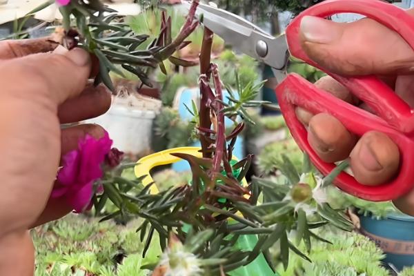 太阳花怎么修剪，剪除干枯发黄的枝叶可促进生长