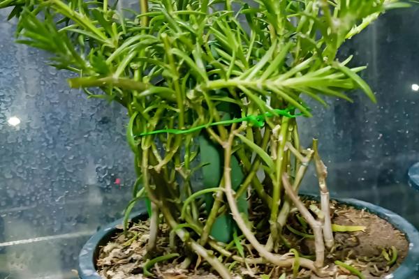 太阳花怎么修剪，剪除干枯发黄的枝叶可促进生长