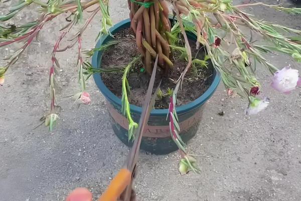 太阳花怎么修剪，剪除干枯发黄的枝叶可促进生长