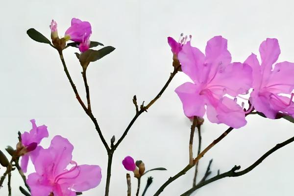 干枝杜鹃怎么养，适宜生长在温暖的环境中