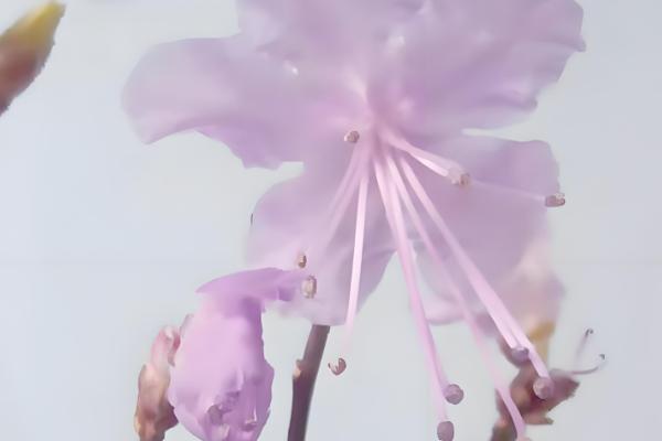 干枝杜鹃怎么养，适宜生长在温暖的环境中