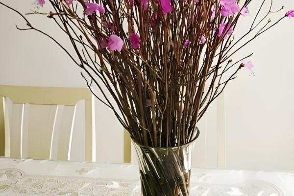 干枝杜鹃怎么养，适宜生长在温暖的环境中