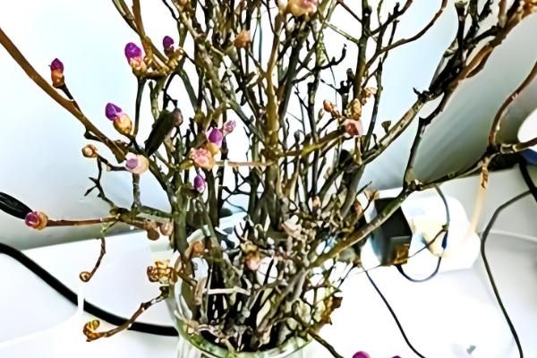 干枝杜鹃怎么养，适宜生长在温暖的环境中