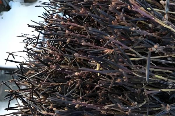 干枝杜鹃怎么养，适宜生长在温暖的环境中